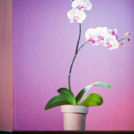 Ibis Styles Centre Gare Готель 3*