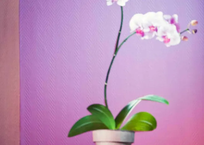 Ibis Styles Centre Gare Hotell 3*